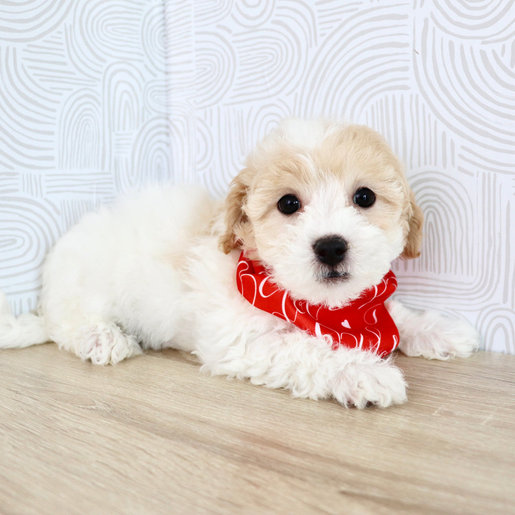 Wilder - Available Now