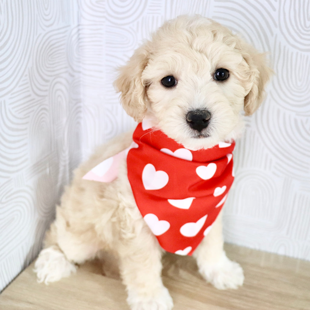 Weston - Available Now