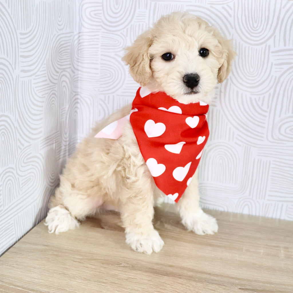 Weston - Available Now