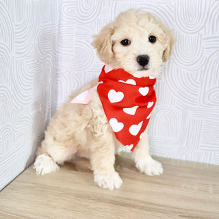 Weston - Available Now