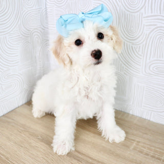 Waverly - Available Now