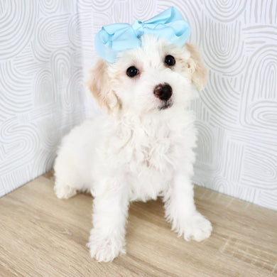 Waverly - Available Now