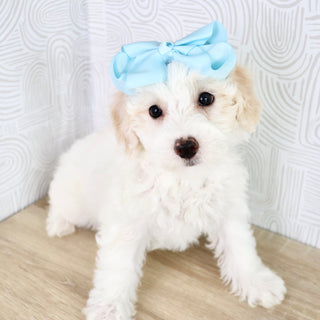 Waverly - Available Now