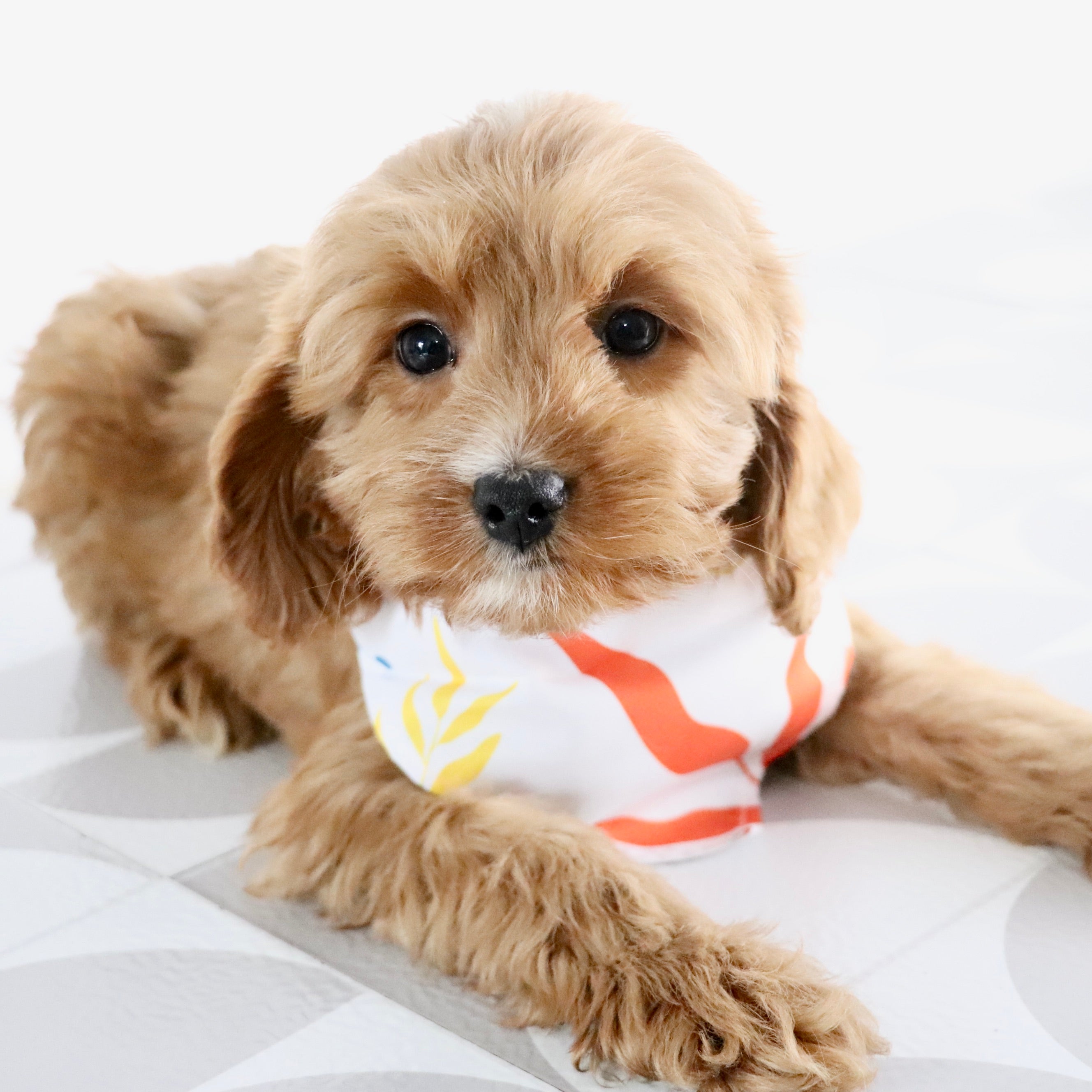Puppies for sale in Pembroke, NC