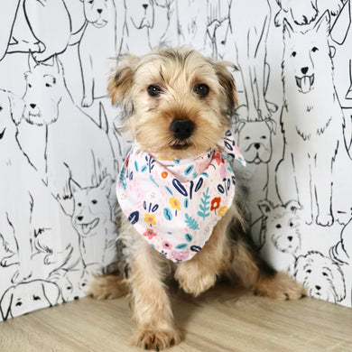 Daisy - Available Now