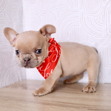 Keegan - Available Now