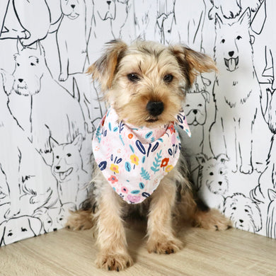 Daisy - Available Now