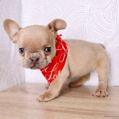 Keegan - Available Now