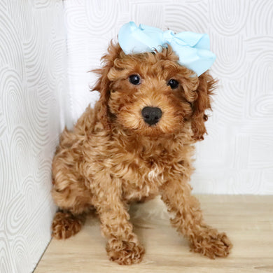 Peggie - Available Now