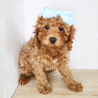 Peggie - Available Now