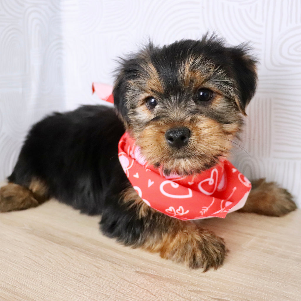 Jolt - Available Now