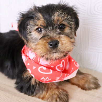 Jolt - Available Now