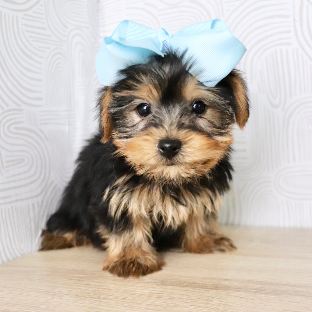 Trina - Available Now