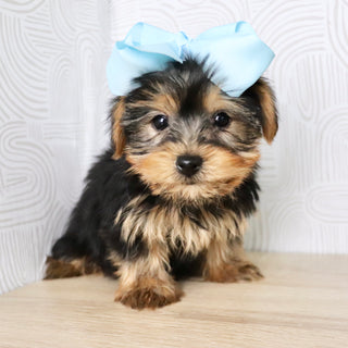 Trina - Available Now