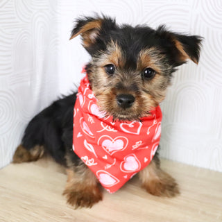 Timmy - Available Now