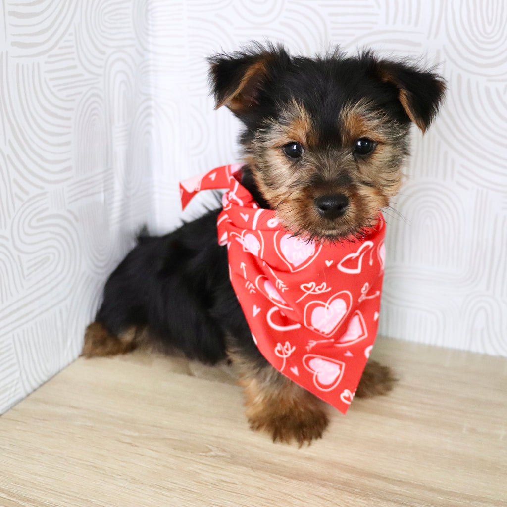 Timmy - Available Now