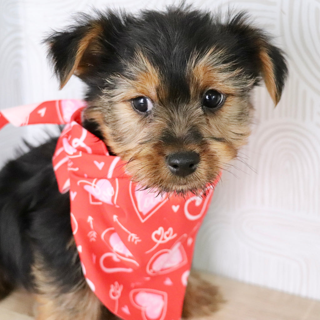 Timmy - Available Now