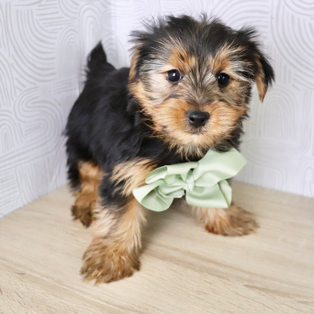 Radar - Available Now