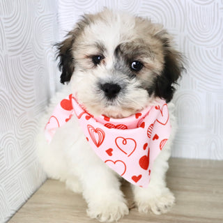 Carl - Available Now