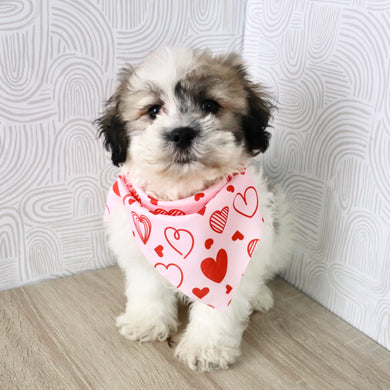 Carl - Available Now