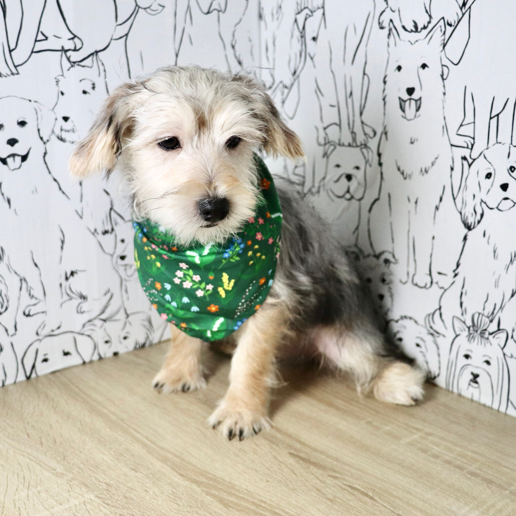 Paxton - Available Now