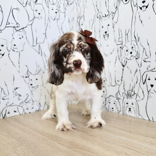 Belle - Available Now
