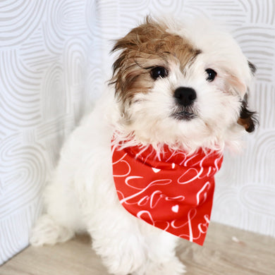 Pala - Available Now