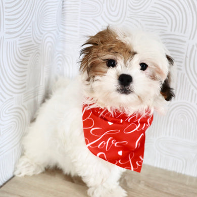 Pala - Available Now