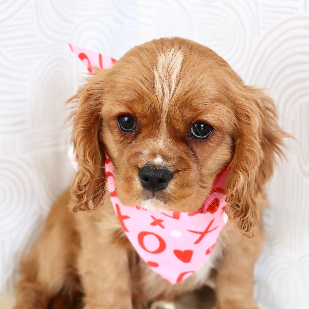 Frito - Available Now