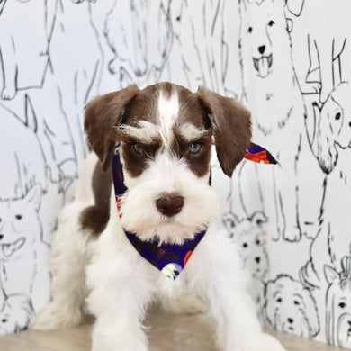 Albie - Available Now