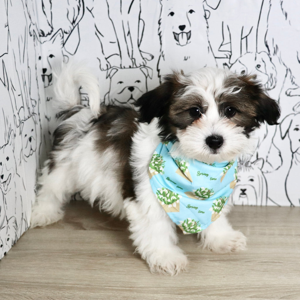 Riggins - Available Now