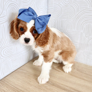 Madonna - Available Now