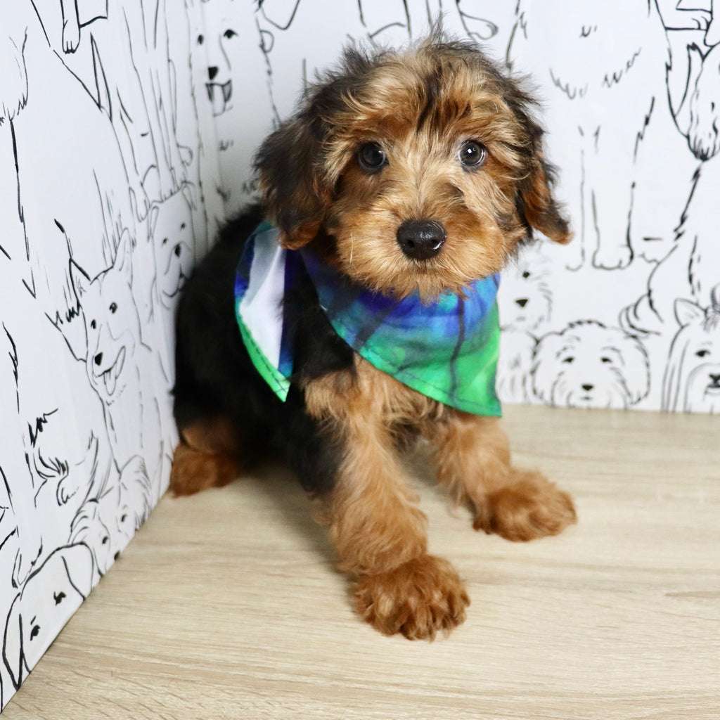 Theo - Available Now