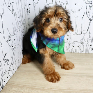 Theo - Available Now