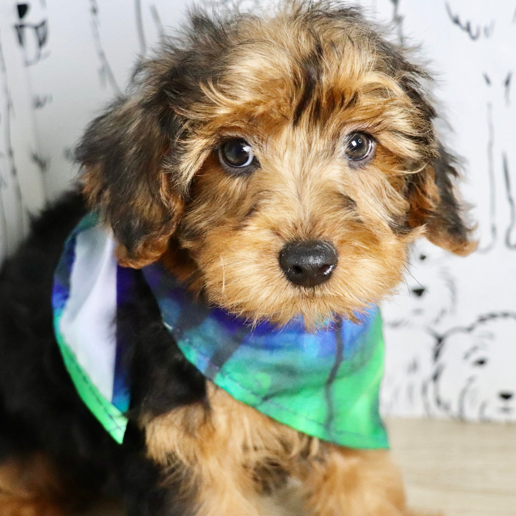 Theo - Available Now