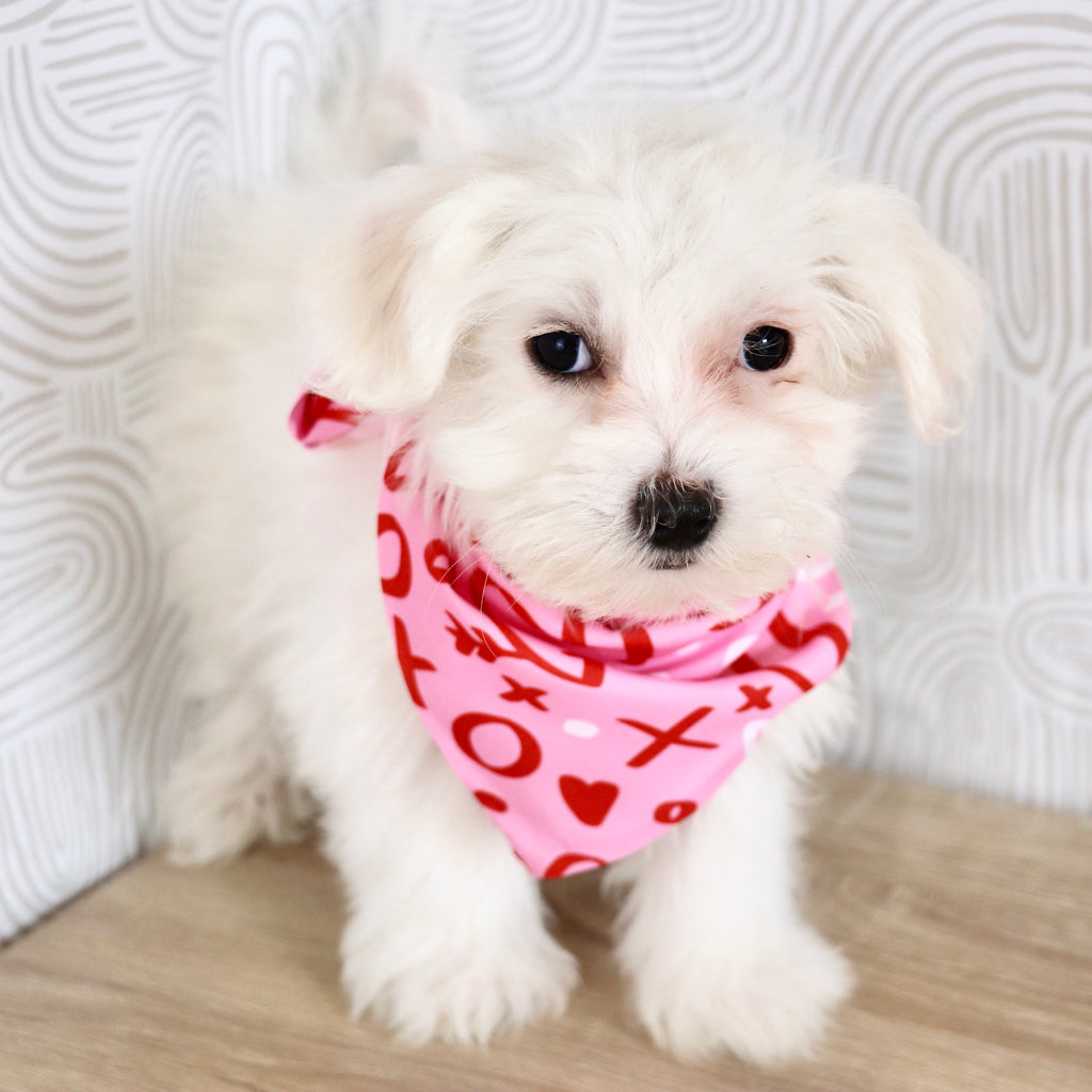 Ruby - Available Now