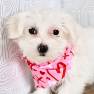 Ruby - Available Now