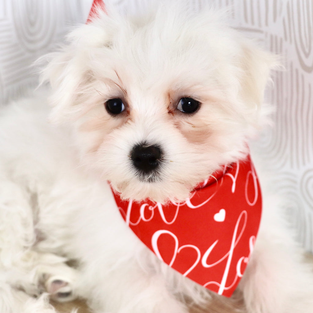 Rowan - Available Now