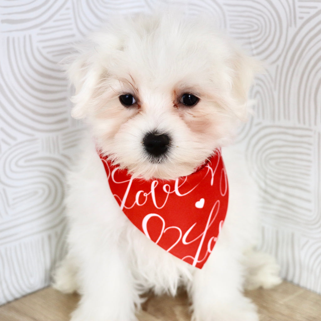 Rowan - Available Now