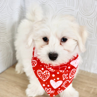 Riley - Available Now