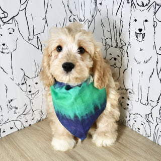 Connor - Available Now