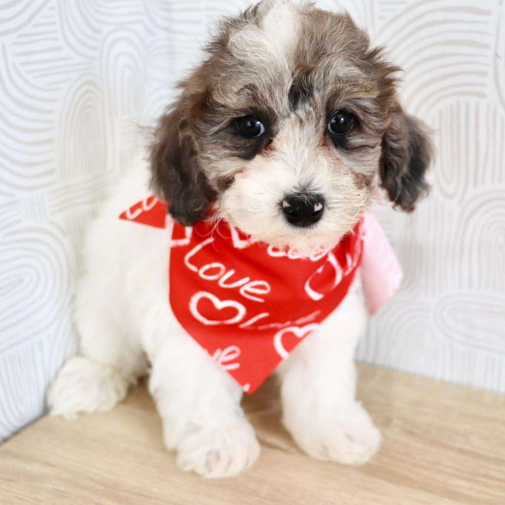 Wren - Available Now