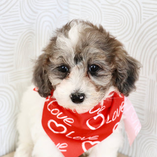 Wren - Available Now