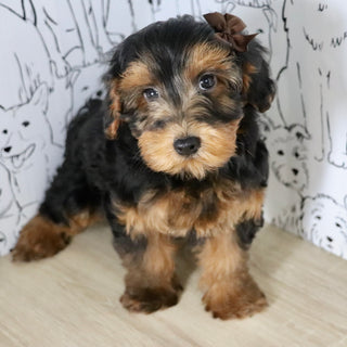 Cleo - Available Now