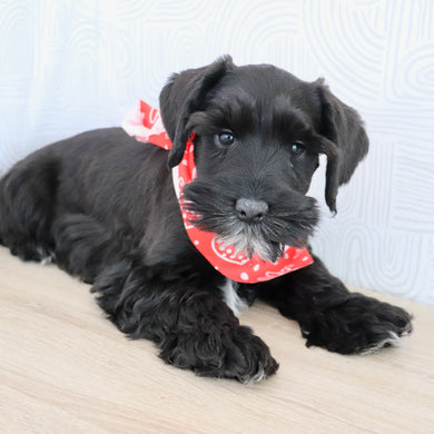 Cadet - Available Now