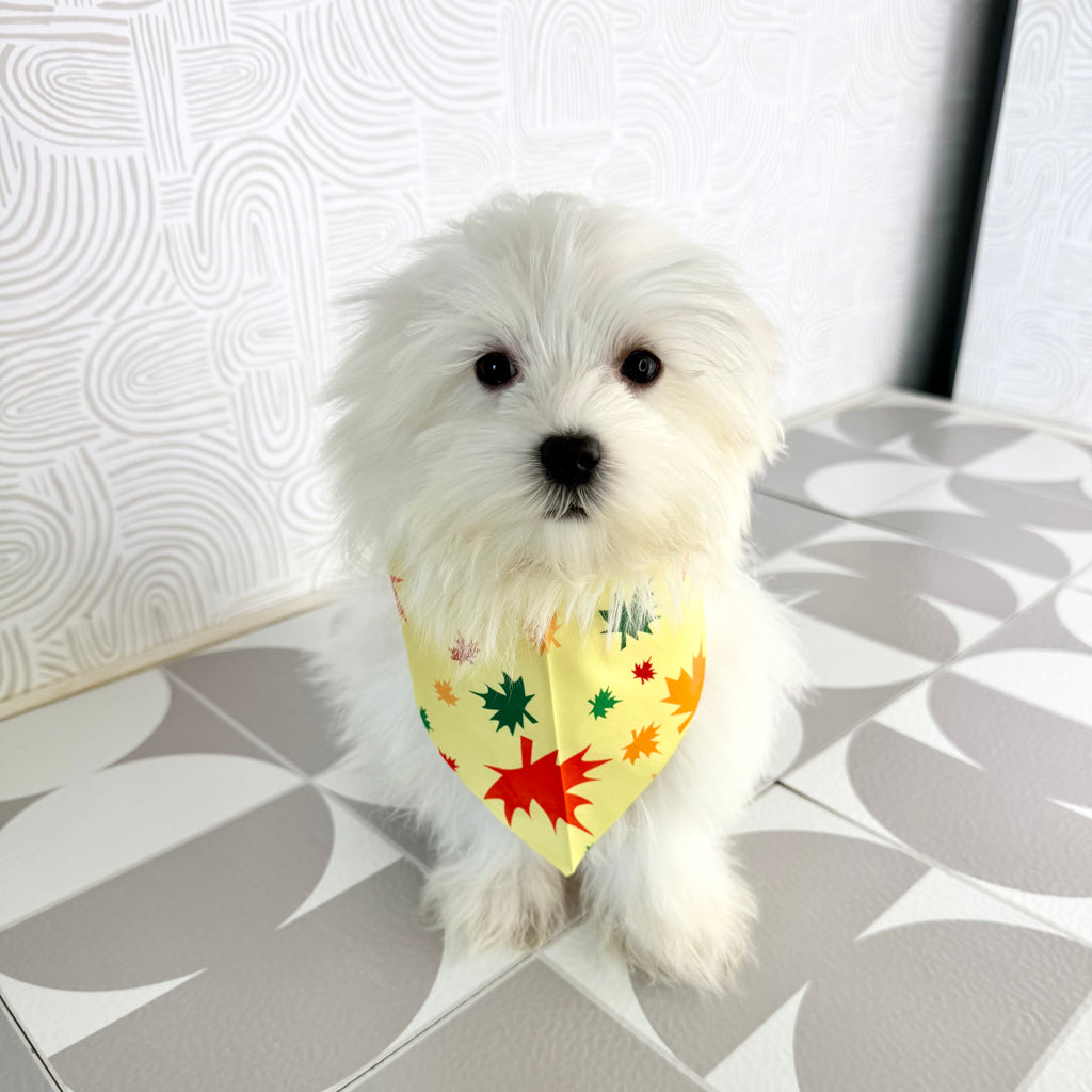 Fender - Available Now