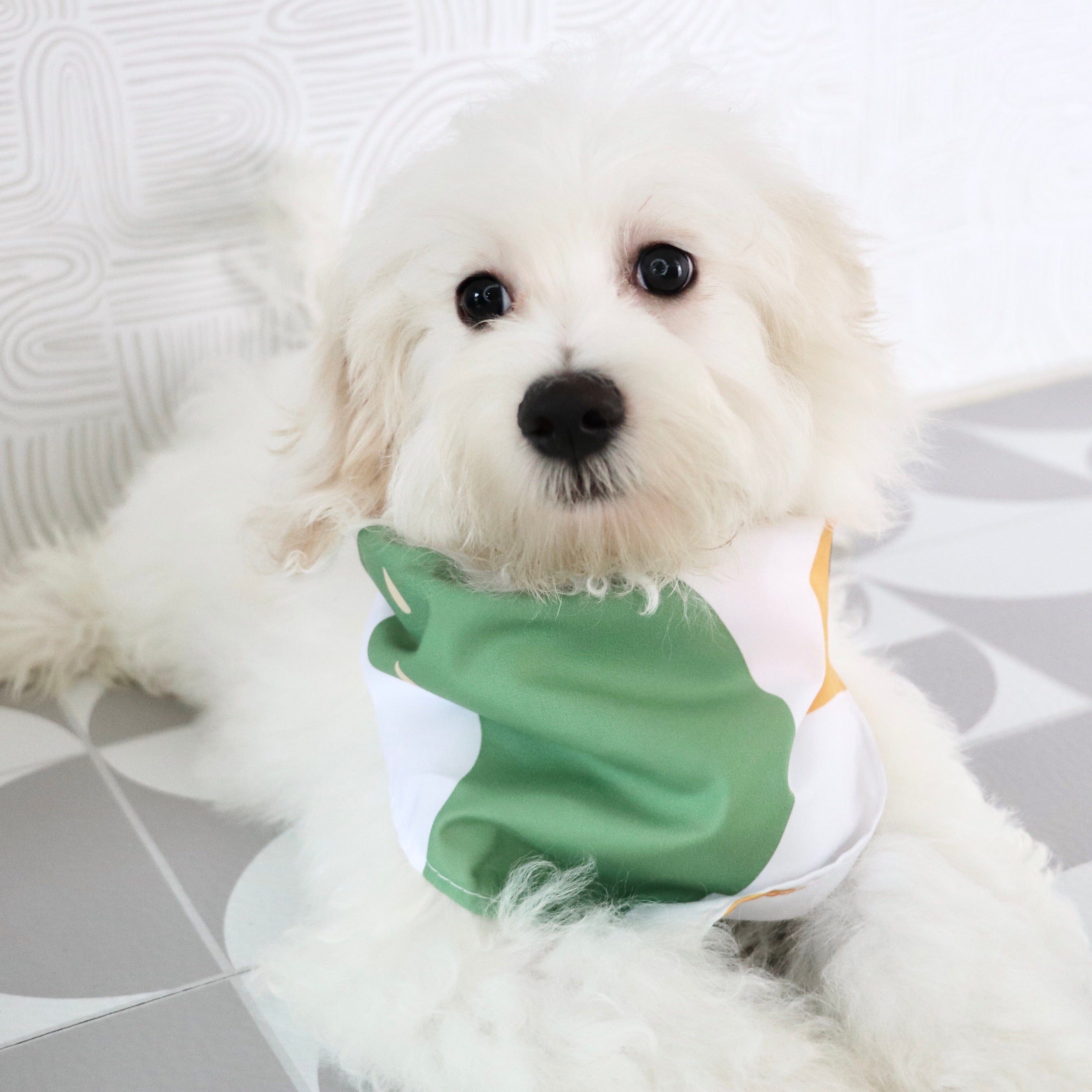 Why Choose Happytail Puppies