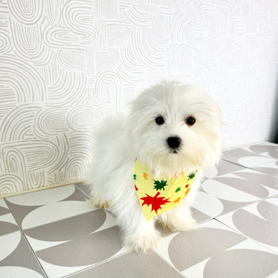 Fender - Available Now