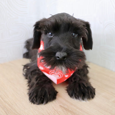 Kennedy - Available Now