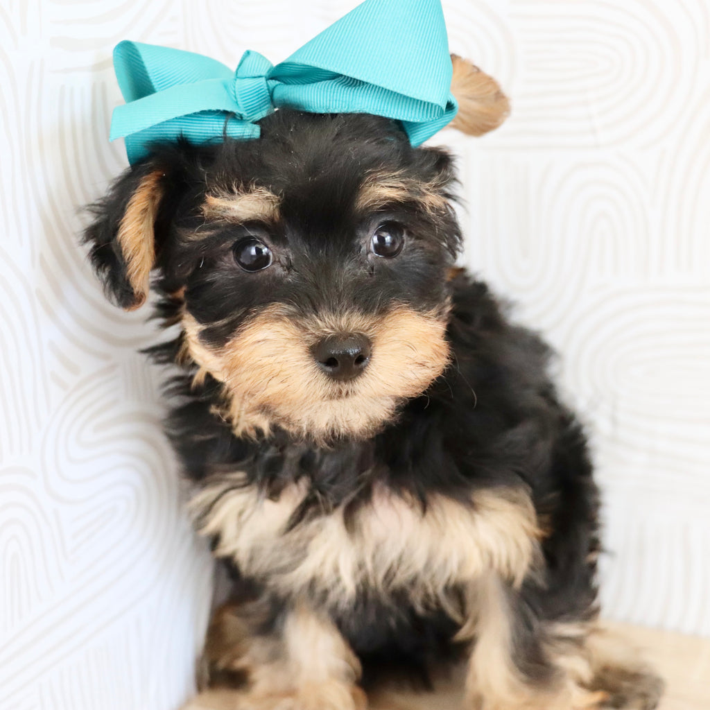 Marnie - Available Now